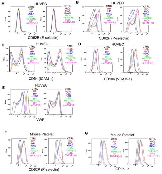 Figure 4. FACS analysis showing ROS-induced increases in VWF on HUVECs, and in P-selectin and GPIIbIIIa on mouse platelets. (A-E) Adhesion molecules, activation markers, and cell-surface VWF were analyzed by flow cytometry in cultured HUVECs. Some cells were treated with hematoporphyrin (1mM, HP, as a source of O2−) for 20 minutes and then stimulated with laser irradiation to induce ROS production. Other cells were treated with 1mM H2O2 and/or 100μM NAC for 20 minutes before the incubation with antibodies. Some HUVECs were treated with si-RNA targeting TNF-R1 (si-TNF-R1) or with control scrambled si-RNA (si-CTRL) 48 hours before the experiments. Black lines denote vehicle-treated control cells (CTRL); red lines, H2O2 or hematoporphyrin treatment; blue lines, ROS source plus NAC; green lines, si-CTRL and ROS; and purple lines, si-TNF-R1 and ROS. Note that O2− markedly increased cell surface expression of VWF on HUVECs, which was completely blocked by NAC, and diminished in si-TNF-R1 cells. Expression of P-selectin in ECs was also increased by ROS, without affecting E-selectin expression. ICAM-1 expression was moderately increased by O2−. (F-G) Washed platelets from 12-week-old male wild-type C57BL/6J, TNF-α KO and TNF-R1 KO mice were collected and analyzed after ROS stimulation as in the HUVEC experiments. Black lines denote vehicle-treated control cells from wild-type mice (CTRL); red lines, H2O2 or hematoporphyrin treatment; blue lines, ROS source plus NAC; green lines, ROS plus TNF-α KO platelets; and purple lines, ROS plus TNF-R1 KO platelets. Note that expression of P-selectin, and GPIIbIIIa was increased by ROS treatment, and that these effects were inhibited by NAC.