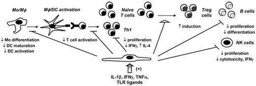 Figure 1. MSCs down-modulate in vitro pro-inflammatory responses. Using in vitro assays, BMSCs have been shown to interact with immune effector cells either through direct contact or through the induction of paracrine immunomodulatory soluble factors, such as galectin-1, HO-1, HLA-G5, hepatocyte growth factor, IL-10, IDO, PGE2, and TGF-β1. Specifically, BMSCs inhibit monocyte (Mo) differentiation into DCs as well as DC activation and maturation; inhibit naive T-cell activation, Th1 proliferation, and cytokine production (TNF-α and IFN-γ); inhibit B-cell proliferation and differentiation into plasma cells; and inhibit NK cell proliferation, cytotoxicity, and IFN-γ production. In contrast, BMSCs induce Treg cells. Soluble factors, including IL-1β, IFN-γ, TNF-α, and TLR ligands, have been shown to provide necessary signals for in vitro MSC activation.