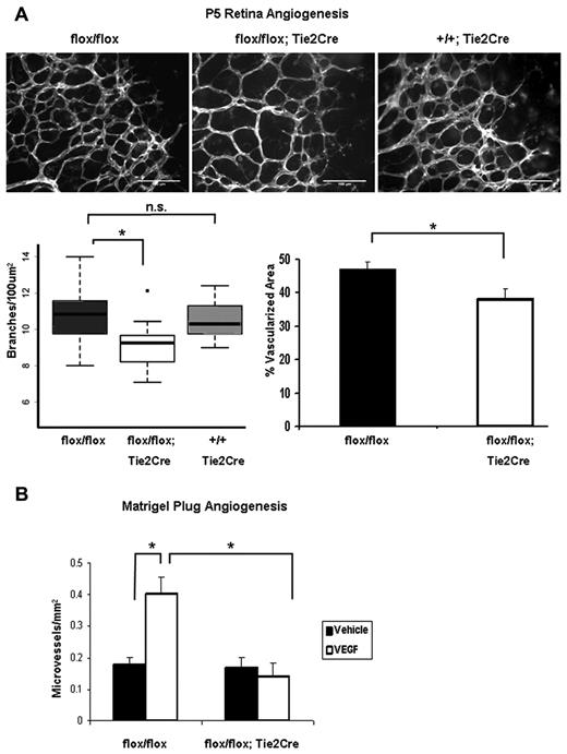 Figure 2. Endothelial Shc knockout causes defective angiogenesis in vivo. (A) Shc knockout in ECs results in decreased vascular density in the postnatal retina. Retinas from P5 mice were stained with isolectin-B4 Alexa Fluor 488 to visualize ECs. Vascular density was quantified by counting branch points per 100 square micrometers and percentage of vascular area (performed blind by 2 different people). Shcflox/flox, n = 17; Shcflox/flox;Tie2-Cre+, n = 15; and Shc wt/wt;;Tie2-Cre+, n = 9 mice. Scale bars indicate 100 μm. (B) Matrigel Plug assay in 4- to 6-week-old mice reveals a role for EC Shc in angiogenesis toward VEGF. Matrigel plugs containing 250 ng/mL of VEGF or vehicle alone were implanted into each mouse. After 7 days, plugs were H&E stained and microvessels per square millimeter were counted in serial sections through the plug. Values are means ± SEM (by Student t test). Shcflox/flox, n = 5 and Shcflox/flox;Tie2-Cre+, n = 6 mice.