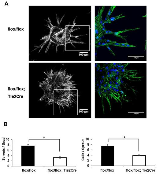 Figure 3. Endothelial Shc is required for tube assembly and sprouting in vivo. (A) The fibrin gel bead assay was performed using MLECs isolated from the same mice used in Figure 2. On day 3 after seeding the cell-covered beads in gel, cultures were fixed and stained for phalloidin (green) and DRAQ5 (blue). Quantifications (bottom) were performed by counting at least 15 beads per genotype and are expressed as means ± SEM of n = 2 independent experiments at 4 replicates per experiment. *P < .05.