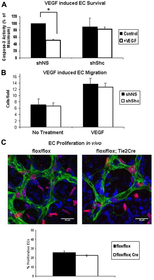 Figure 5. Shc is required for VEGF-induced EC survival but not migration toward VEGF or proliferation. (A) HUVECs were serum starved for 24 hours with or without 100 ng/mL of VEGF to induce apoptosis. Lysates were immunoblotted for cleaved caspase 3 and GAPDH as a loading control. Survival was quantified by comparing the amount of cleaved caspase 3 present in lysate. Values shown are means ± SEM (n = 4 independent experiments). (B) Chemotaxis toward the VEGF gradient was measured using Boyden chambers containing 100 ng/mL of VEGF or vehicle in the lower well. After 4 hours of migration, cells that had migrated to the underside of the membrane were counted using an inverted microscope. Five random fields were imaged per filter. Values shown are means ± SEM (n = 3 independent experiments, 2 filters per condition per experiment). *P < .05. (C) EC proliferation was assayed in the P5 mouse retina. EdU reagent was injected intraperitoneally and 2 hours later retinas were harvested. Retinas were stained with isolectin (green) to mark ECs, DAPI (blue) to mark all cell nuclei, and EdU (red) to mark proliferating nuclei. Proliferation of ECs was quantified by counting the number of isolectin/EdU+ nuclei and dividing by the number isolectin/DAPI+ nuclei. Values shown are means ± SEM (Shcflox/flox, n = 5 and Shcflox/flox;Tie2-Cre, n = 8).