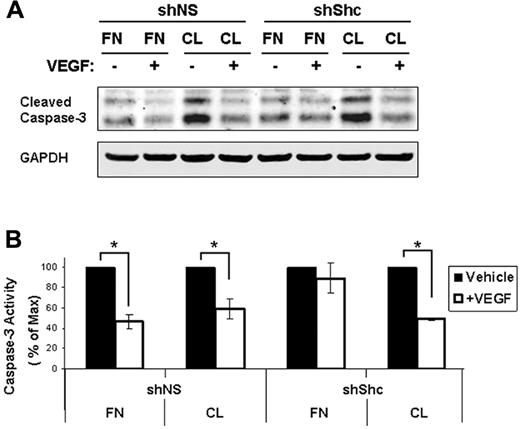 Figure 6. Survival requires integration of VEGF and integrin signaling through Shc. (A) HUVECs were seeded on FN- or CL-coated dishes, and then serum starved for 24 hours with or without 100 ng/mL of VEGF to induce apoptosis. Lysates were immunoblotted for cleaved caspase 3 and GAPDH as a loading control. Survival was quantified by comparing the amount of cleaved caspase 3 present in lysate. Values shown are means ± SEM (n = 3 independent experiments).