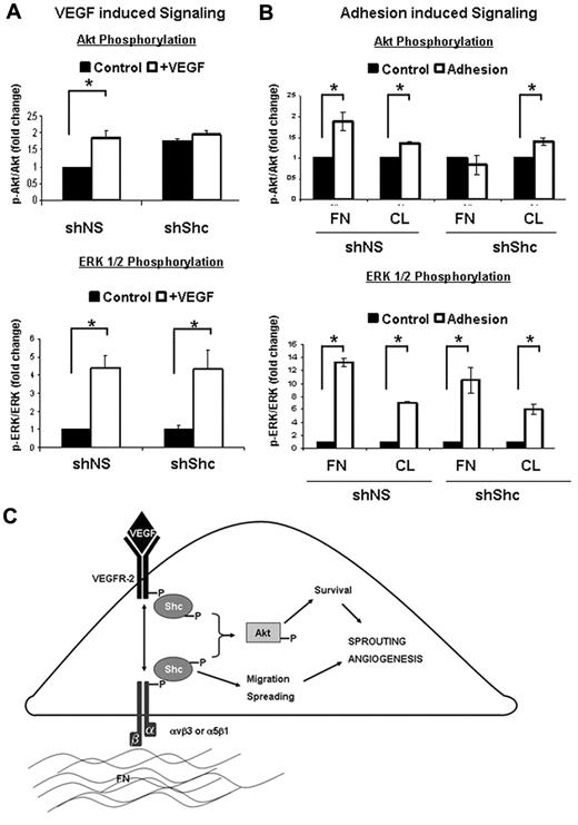 Figure 7. Shc is required for specific signal transduction pathways downstream of integrins and VEGF. (A) The role of Shc in VEGF signaling was assayed in HUVECs. Cells were treated for 5 minutes with 100 ng/mL of VEGF or vehicle. Cell lysates were separated by SDS-PAGE and immunoblotted for the indicated proteins. Quantitation values shown are means ± SEM (n = 4 independent experiments). (B) The role of Shc in integrin signaling was assayed in HUVECs. Cells were allowed to adhere and spread on FN or CL (10 μg/mL) or kept as controls. Cell lysates were separated by SDS-PAGE and immunoblotted for the indicated proteins. Quantitation values shown are means ± SEM (n = 3 independent experiments). *P < .05. (C) Schematic model of how Shc is thought to regulate angiogenesis in ECs. Shc participates in signaling from FN-binding integrins such as αvβ3 and α5β1, which is required for EC spreading and migration. Shc is simultaneously required for EC survival induced by VEGF. Loss of Shc results in attenuation of Akt activation by the integrin and VEGF pathways in ECs and therefore results in defective angiogenesis, as is seen in the zebrafish and the mouse.