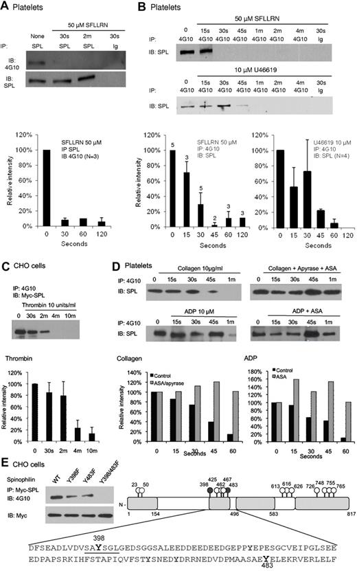 Figure 3. Phosphorylation and selective agonist-induced dephosphorylation of SPL Y398 and Y483. (A) Lysates from human platelets incubated with SFLLRN were precipitated with anti-SPL, then probed with a phosphotyrosine-specific Ab (4G10). The graph summarizes 3 studies (mean ± SEM). (B) Platelets were incubated with SFLLRN (N = 2-5) or U46619 (N = 4). Lysates were precipitated with 4G10 or a matched monoclonal control (Ig) and probed for SPL. (C) CHO cells were transfected with Myc-SPL (177-817) and SHP-1. Thrombin was added after an overnight incubation in serum-free medium beginning ∼ 30 hours after transfection (N = 4). (D) Platelets were incubated with collagen or ADP in the presence of ASA and/or apyrase as indicated (N = 2). (E) Phosphorylation sites. (Left) CHO cells were transfected with Myc-tagged, full-length WT SPL, or with Y398F, Y483F, and Y398/483F SPL variants. Lysates were precipitated with anti-Myc and probed for pTyr with 4G10 (N = 2). (Right) A representation of full-length SPL with all 14 tyrosine residues indicated. The sequence that includes Y398 and Y483 is shown. See supplemental Figure 1 for a map of protein binding domains that have been identified in SPL.