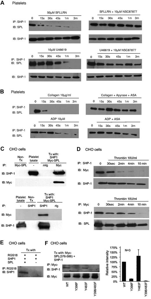 Figure 4. Dissociation of the SPL/SHP1 complex in response to thrombin and TxA2 but not collagen or ADP. (A) Human platelets were incubated with SFLLRN or U46619 ± the SHP-1/SHP-2 inhibitor, NSC87877, and then precipitated with anti–SHP-1 before being probed for SPL (N = 4 for SFLLRN; 2 for U46619). (B) Human platelets were incubated with collagen or ADP ± ASA and apyrase as indicated in the figure, and then precipitated with anti–SHP-1 before being probed for SPL (N = 3 for collagen; 2 for ADP). (C) Lysates were prepared from CHO cells cotransfected with SHP-1 and Myc-SPL (N = 2). Proteins were precipitated with (top) anti-Myc or nonimmune globulin (Ig), and then probed with SHP-1 and Myc-SPL, or (bottom) precipitated with anti–SHP-1 and probed for Myc-SPL and SHP-1. (D) CHO cells were transfected with Myc-SPL and SHP-1. Thrombin was added after an overnight incubation in serum-free medium beginning ∼ 30 hours after transfection. Proteins were precipitated with (top) SHP-1, and then probed with Myc-SPL and SHP-1, or (bottom) were precipitated with anti-Myc and probed for SHP-1 and Myc-SPL (N = 3). (E) CHO cells were transfected with RGS18 and SHP-1 ± full-length SPL and then serum-starved. Proteins were precipitated with anti-RGS18 and probed for SHP-1 (N = 3). (F) CHO cells were transfected with SHP-1 and a Myc-tagged SPL fragment encompassing 376-586 in which Y398 and/or Y483 were replaced with Phe as indicated. Proteins were precipitated with anti-Myc and probed for SHP-1, after which time they were reprobed for Myc as indicated. (Left) Representative experiment. (Right) Summary of 3 experiments (mean ± SEM).