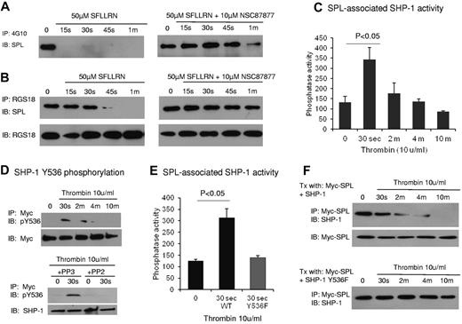 Figure 5. SHP-1 activation links thrombin to dephosphorylation and dissociation of the pSPL/RGS/SHP1 complex. (A-B) Human platelets were incubated with SFLLRN ± NSC87877 to inhibit SHP-1 and then precipitated with the phosphotyrosine-specific Ab, 4G10 (A), or anti-RGS18 (B) before being probed for SPL. (C) CHO cells were transfected with Myc-SPL and SHP-1 (not tagged). Thrombin was added after an overnight incubation in serum-free medium beginning ∼ 30 hours after transfection. Phosphatase activity was measured in anti-Myc precipitates (mean ± SEM; N = 3). (D top) Similar to panel C except that the anti-Myc precipitate was probed with a pY536-specific SHP-1 Ab. (D bottom) Platelets were preincubated for 10 minutes with either the inhibitor of Src family kinases, PP2, or the inactive congener, PP3, and then stimulated with thrombin as indicated (N = 2). (E) Similar to panel C except that the cells were cotransfected with Myc-SPL and either SHP-1 or SHP-1 Y536F. SPL-associated phosphatase activity was measured (mean ± SEM; N = 3). (F) CHO cells were cotransfected with Myc-SPL and either WT SHP-1 or SHP-1 Y536F. The anti-Myc precipitate was probed for SHP-1 (representative of 2 experiments).