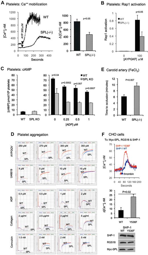 Figure 6. The SPL knockout produces a loss of function, whereas preventing SHP-1 activation produces a gain of function. (A) Ca2+ mobilization. (Left) Platelets from matched WT and SPL−/− mice stimulated with the PAR4 agonist peptide, AYPGKF. (Right) Summary of data from 3 studies (mean ± SEM). (B) Rap1 activation. Rap1-GTP levels were measured in unstimulated platelets and in platelets stimulated with AYPGKF for 5 minutes (mean ± SEM; N = 3). (C) cAMP formation. (Left) Basal cAMP concentration in SPL−/− platelets (N = 3) and matched controls (N = 8). (Right) cAMP levels in platelets preincubated with PGI2 and stimulated with ADP at the final concentrations indicated (mean ± SEM; N = 3). (D) Aggregation traces comparing platelets from SPL−/− and matched control mice (WT). These data are representative of 8-10 separate experiments. (E) Time to carotid artery occlusion after a 2-minute exposure to 10% FeCl3 in 6 SPL−/− mice and 9 matched WT controls. (F top) CHO cells transfected with Myc-SPL (177-817), RGS18, and either WT or Y536F SHP-1. After loading with Fura-2, the cells were stimulated with thrombin and changes in the cytosolic Ca2+ were recorded. (F middle) Summary of 3 experiments (mean ± SEM). (F bottom) Western blot analyses showing equal protein expression in cells receiving WT and Y536F SHP-1.
