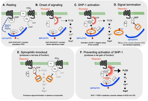 Figure 7. A model for the role of the pSPL/RGS/SHP1 complex in platelets. (A) The data indicate that in resting platelets SPL, SHP-1, and RGS proteins exist as a complex in which SPL is phosphorylated on Y398 and Y483. The specificity of subsequent events arises from a requirement for Gq-dependent signaling and/or selective interactions between SPL and the receptors for thrombin and TxA2. (B) Platelet activation by thrombin or TxA2 leads to platelet activation and (C) phosphorylation of SHP-1 Y536, activating the phosphatase. (D) SHP-1 activation triggers dephosphorylation of SPL and dissociation of the SPL/RGS/SHP1 complex, releasing RGS proteins that inhibit signaling by Gq. (E) The SPL knockout mimics aspects of the late activation state in platelets, making RGS proteins available prematurely and giving rise to the delayed signaling and loss of function phenotype that we observed. (F) Conversely, blocking SHP-1 activation by substituting Phe for Tyr 536 prevents dephosphorylation and dissociation of the pSPL/RGS/SHP1 complex, sequestering the RGS proteins and producing the observed gain of function.