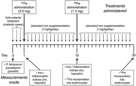 Figure 1. Schedule of malarial treatment and iron supplementation, including administration of stable iron isotopes. A course of iron supplementation was initiated in anemic Gambian children. Supplementation was initiated on day 1. Children who had presented with P falciparum parasitemia 3 days previously had their parasitemias cleared by a 3-day course of chloroquine/fansidar. The stable iron isotopes 57Fe and 58Fe were administered as sulfate on days 1 and 15, respectively. Iron, 2 mg/kg/d, was given as liquid iron glycine sulfate on all other days of the supplementation course starting from day 2.