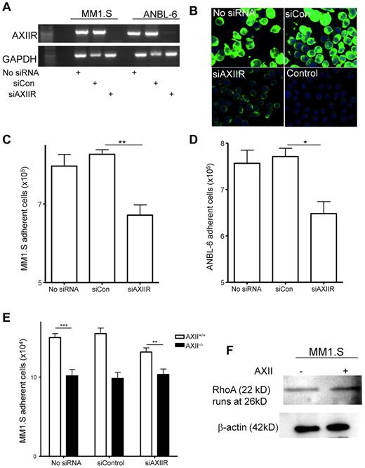 Figure 3. AXIIR on MM cells plays a role in adhesion of MM cells to BM stromal cells. (A) MM cells, MM1.S, and ANBL.6 were transfected with either siControl (siCon) or siAXIIR according to the manufacturer's protocol. RNA was prepared from untransfected MM cells (No siRNA) or MM cells transfected with either siControl (siCon) or siAXIIR. cDNA was reverse-transcribed and RT-PCR was performed. We observed between a 55% and 63% reduction in the level of AXIIR mRNA in MMsiAXIIR cells compared with MMsiControl cells in all the following experiments. (B) Untransfected MM1.S, MM1.SsiAXIIR and MM1.SsiControl cells were incubated with 1 μg/mL bio-AXII and after extensive washing were incubated with avidin-FITC. A secondary only control with avidin-FITC was included in the experiment (Control). Staining was visualized using confocal microscopy. (C-D) KM101 cells were seeded in 12-well plates and incubated at 37°C overnight. Untransfected MM cells, MMsiAXIIR, and MMsiControl cells (106) were added to the KM101 cells for 3 hours at 37°C; (C) MM1.S and (D) ANBL.6. Nonadherent MM cells were removed after being washed 3 times with PBS, counted, and used to calculate the number of adherent cells. MM1.SsiAXIIR cells adhered significantly less compared with MMsiControl cells. (E) Stromal cells (5 × 104) from either AXII+/+ or AXII−/− were plated in 24-well plates, and incubated overnight at 37°C. The next day, MM1.S, MM1.SsiAXIIR, and MM1.SsiControl cells (2.5 × 105) were added to the stromal cells and incubated for 6 hours at 37°C. Nonadherent MM cells were removed after washing 3 times with PBS and counted. Adhesion between AXII−/− and MMsiAXIIR cells compared with AXII+/+ and MM1.S cells was reduced significantly. (F) MM1.S cells (1 × 106) were incubated with AXII (1 μg/mL) for 48 hours at 37°C. At the end of 48 hours, total protein was collected and analyzed for RhoA expression by Western blotting. β-actin was used as a loading control. (*P < .05; **P < .01; ***P < .001)