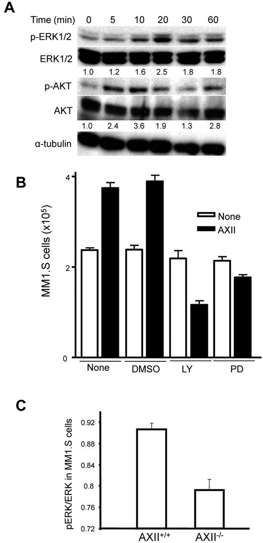 Figure 5. AXII-stimulated growth of MM.1S cells either by AKT or ERK1/2 MAPK pathways. (A) MM1.S cells (2 × 106) were serum-starved for 16 hours, followed by addition of 1 μg/mL AXII for the indicated time periods. Total protein was extracted and analyzed by Western blotting. Ratios of phospho-ERK1/2 to total-ERK1/2 and phospho-AKT to total-AKT were determined by Image J. (B) MM1.S cells (2 × 105) were incubated with either LY294002 (LY) or PD98059 (PD) for 1 hour followed by stimulation with AXII. After 72 hours, the total number of MM1.S cells was counted. Both LY and PD inhibited the growth of AXII-stimulated MM1.S cells. (C) BMSCs from AXII+/+ and AXII−/− mice were cocultured with MM1.S cells for 48 hours. At the end of 48 hours, the MM1.S cells were separated and analyzed for ERK1/2 phosphorylation and total ERK1/2 levels as described in “Phosphorylation experiment.”