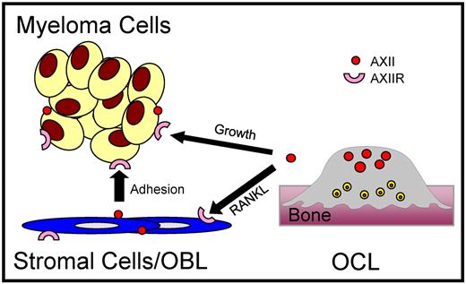 Figure 7. Function of AXII/AXIIR axis in MM cell adhesion and growth in the BM. Interactions between MM-derived AXIIR and OBL/stromal cell–derived AXII MM support the adhesion of MM cells in the BM. As OCL formation increases in response to OCL stimulatory factors produced or induced by MM cells, the OCLs release soluble AXII, which binds AXIIR and induces the growth of MM cells. The AXII/AXIIR axis is a crucial component of the BM microenvironment in supporting MM cells in the BM and could potentially support the homing and lodgment of MM cells in the BM.