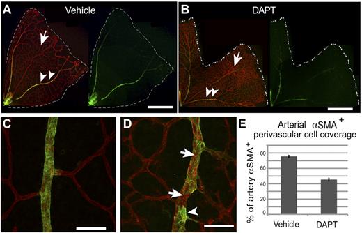 Figure 1. Notch signaling is required for arterial maturation in vivo. Representative image of P6 retinas, following (A) vehicle (DMSO) or (B) γ-secretase inhibitor (DAPT) treatment to block Notch signaling from P2-P5, immunostained with Abs specific to CD31 (red) and αSMA (green). DAPT treatment results in an immature vascular plexus, represented by enhanced vascular branching (arrows) and reduced αSMA+ perivascular cell coverage of arteries (arrowheads). (C) Vehicle-treated pups show continuous VSMC coverage of arteries, marked by αSMA, unlike (D) DAPT-treated pups where individual VSMCs are clearly visible (arrowhead) and arterial coverage is interrupted (arrows). (E) DAPT treatment prevents arterial maturation, measured as a 40% decrease in arterial VSMC (αSMA+) coverage compared with controls. Values represent means ± SEM. DMSO (n = 17), DAPT (n = 25), where n is the number of arteries analyzed. P = .004. Scale bars: (A-B) 600 μm; (C-D) 25 μm.