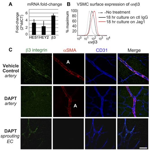 Figure 3. A Jagged1/Notch interaction drives integrin αvβ3 expression in VSMCs. (A) VSMC culture on a Jag1-coated substrate increased mRNA expression of integrin β3 5.3-fold by qPCR (± 0.7; n = 6). Culture on Jag1 also up-regulated canonical Notch-downstream genes HES1 (3.4 ± 1.4, n = 3) and HEY2 (2.4 ± 0.5, n = 4). (B) FACS analysis of VSMCs found that surface expression of integrin αvβ3 increased 3-fold in response to culture on a Jag1-coated substrate. (C) Representative images of retinas from mice treated with vehicle (DMSO) or DAPT to block Notch signaling from P3-P6, and analyzed P7. Retinas were immunostained with Abs against integrin β3 (green) and αSMA (red) to label VSMCs, and CD31 (blue) to label endothelial cells. DAPT treatment inhibited the expression of αvβ3 in arterial-associated VSMCs, but did not inhibit the expression of αvβ3 in the sprouting angiogenic tip cells. Values represent means ± SEM, 2ΔΔCT analysis. Scale bar: 50 μm.
