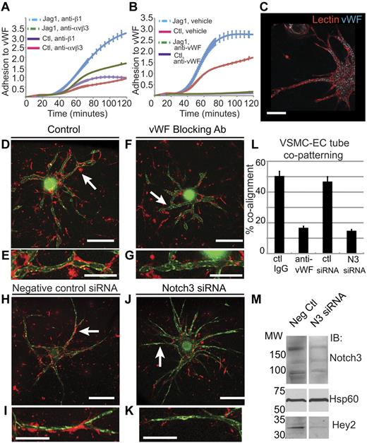 Figure 6. VSMC adhesion to VWF is because of a Notch-dependent up-regulation of integrin αvβ3. (A-B) The ability of VSMCs to adhere to a VWF-coated substrate was quantified following 18-hour culture on control (IgG) or Jag1-coated plates (to stimulate Notch signaling). Blocking Abs specific to αvβ3 (A, LM609) and the RGD-binding site of VWF (B, anti-152B) prevented Notch-dependent adhesion to VWF, whereas a blocking Ab specific to β1 integrins (A, anti-P4C10) did not. (C-K) Representative images of in vitro fibrin bead angiogenesis assays in which HUVECs (green) were cultured on microcarrier beads and suspended in a fibrin gel with VSMCs (red). (C) A fibrin gel was fixed and immunostained with a fluorescein-labeled Ulex lectin specific to endothelial cells and with Abs to VWF showed that the in vitro endothelial tubes produced a VWF-rich basement membrane. The addition of a blocking Ab to VWF (anti-152B) significantly reduced copatterning, as quantified by pixel overlap in ImageJ, between VSMCs and endothelial tubes (F-G) compared with controls (D-E). Blocking Notch signaling specifically in VSMCs by siRNA knockdown (J-K) significantly reduced copatterning compared with transfection with All Stars negative control siRNA (H-I). Arrows point to regions magnified, shown in panels E, G, I, and K. (L) VSMC-endothelial copatterning was reduced 66% when VWF blocking Ab was added to culture media and 69% when Notch3 was transfected into VSMCs. (M) Notch3 receptor knockdown in VSMCs was confirmed by Western blot in comparison to VSMCs transfected with All Stars negative control siRNA, as was the resultant decrease in Notch signaling as measured by decreased Hey2 expression, a canonical Notch downstream transcription factor. Molecular weight (MW) of N3 precursor: 280 kDa; MW of truncated N3: 120 kDa. Values represent means ± SEM. IgG control (n = 14); α-152b (n = 17); control siRNA (n = 23), Notch3 siRNA (n = 23); where n is the number of beads analyzed; P = 2.5 × 10−13 (α-152b); P = 8.4 × 10−13 (N3 siRNA). Scale bars: (D,F,H,J) 325 μm; and (C,E,G,I,K) 150 μm.