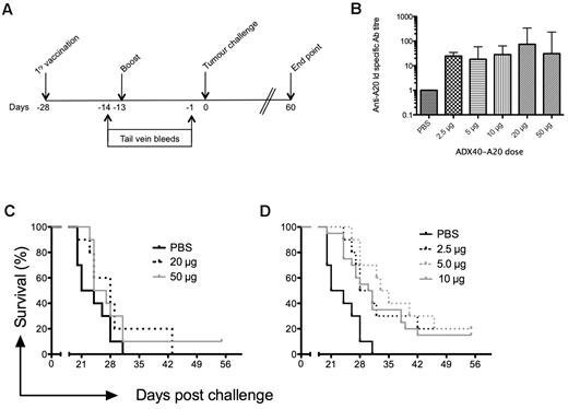 Figure 2. Dose response of ADX40-A20 vaccine in BALB/c mice. (A) Mice were immunized on day −28 and boosted on day −13 before challenge with A20 cells (day 0), as depicted in the immunization schedule. Tail-vein bleeds were performed on day −14 and −1, and the experimental end point was 60 days after challenge. (B) Mean (± SD) end point anti-Id titers after boost show increased levels at all doses of ADX40-A20 compared with PBS, as determined by ELISA (P < .0005). (C) Kaplan-Meier survival curve shows there was no significant survival advantage after inoculation with 20 or 50 μg of ADX40-A20. (D) Median survival was significantly increased using the lower doses (2.5 μg dose, P < .0005; 5 μg dose, P < .005; and 10 μg dose, P < .05).