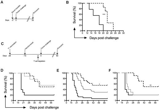 Figure 7. CD8 effector T cell–mediated tumor protection. (A) Serum from A20 tumor cell–protected mice was transferred into naive mice 3 days before tumor challenge. (B) Passive transfer of serum from protected mice resulted in a 4-day increase in median survival of naive mice. (C) T-cell depletion using anti-CD4 (n = 10) and anti-CD8 (n = 30) mAbs was carried out 2 days before tumor challenge. Mice immunized with PBS (black line), ADX40-A20+MPC (dashed line), or ADX40-A20+MPC with cell depletion (gray line). (D) CD4 depletion did not affect median or overall survival. (E) CD8 depletion significantly reduced median and overall survival. Graph shows pooled data from 3 independent challenge experiments (n = 30). (F) Depletion of CD4 and CD8 cells significantly reduced median and overall survival (n = 10). *P < .05; **P < .005.