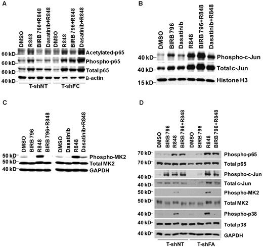 Figure 4. Dasatinib and BIRB 796 do not inhibit R848-induced NF-κB p65 or c-Jun levels in FANCC- or FANCA-deficient mononuclear phagocytes, but do inhibit MK2 phosphorylation. T-shNT cells and T-shFC cells were treated with BIRB 796 (500nM) or dasatinib (500nM) for 6 hours and then stimulated with R848 (30μM) for 24 hours. (A) Western blot analyses of nuclear extracts were performed using Abs for total p65, phospho-p65(Ser536), and acetylated p65(Lys310). Whereas both BIRB 796 and dasatinib suppressed p65 phosphorylation and acetylation in T-shNT cells, neither agent suppressed p65 phosphorylation in T-shFC cells, and only BIRB 796 inhibited p65 acetylation. One representative example of 3 identical experiments is shown. (B) Western blot analyses of nuclear extracts were performed as above, but Abs to total c-Jun and phosphorylated (Ser73) c-Jun were used. BIRB 796 did not suppress c-Jun phosphorylation and the suppressive effect of dasatinib was minimal (lane 6 vs lane 4). One representative example of 3 identical experiments is shown. (C) Immunoblot analysis of whole-cell lysates of shFC cells exposed to R848 with and without either dasatinib or BIRB 796 demonstrated marked suppression of MK2 phosphorylation by both small molecules (lanes 4 and 8 vs lanes 3 and 7). One representative example of 3 identical experiments is shown. (D) T-shFA and T-shNT cells were exposed to R848 alone for 24 hours or to BIRB 796 for 6 hours, followed by R848 for 24 hours. Whole-cell lysates were used in immunoblot assays for total and phosphorylated p65, c-jun, p38, and MK2. BIRB 796 had no influence on p65 or c-jun phosphorylation, but profoundly suppressed p38 and MK2 phosphorylation. One representative experiment of 2 is shown.