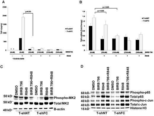 Figure 5. BIRB 796 and dasatinib influence TNFα gene expression posttranscriptionally. Means ± SD are shown. All P values were calculated using the Student t test. (A) BIRB 796 effectively inhibited secreted TNFα in monocytes. T-shNT and T-shFC cells were treated with BIRB 796 (0-500nM) for 6 hours, followed by treatment with R848 (30μM) for 24 hours. Supernatant media were then collected and TNFα was quantified by ELISA. Low doses of BIRB 796 (50nM) suppressed secreted TNFα protein by 20-fold. (B) T-shNT and T-shFC cells were treated with BIRB 796 (0-500nM) for 6 hours, followed by treatment with R848 (30μM) for 24 hours. mRNA was then prepared and TNFα transcripts measured by real-time qRT-PCR. Data are expressed as the fold change normalized to 18S rRNA and are relative to mRNA levels in unexposed (control) T-shNT cells. TNFα mRNA is reduced modestly in the presence of BIRB 796 and minimally at the 50nM dose that was fully suppressive of TNFα protein production (A). One of 2 identical experiments is shown. (C) Low doses of BIRB 796 (50nM) suppress R848-induced MK2 phosphorylation in whole-cell lysates from T-shFC and T-shNT cells. One of 2 identical experiments is shown. (D) Immunoblot analysis for p65 and c-Jun phosphorylation in nuclear extracts of T-shFC and T-shNT cells revealed that low doses of BIRB 796 had no effect on p65 or c-Jun phosphorylation in R848-induced T-shFC and T-shNT cells. One representative immunoblot of 3 identical experiments is shown.