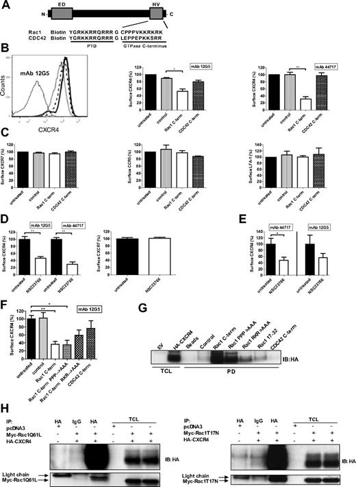 Figure 1. Rac1 inhibition causes a decrease of CXCR4 surface signal and Rac1 associates with CXCR4. (A) Schematic representation of the Rho-like GTPase C–terminal peptides fused to a protein transduction domain as used in this study. (B) HL60 cells were incubated with the Rac1 or CDC42 inhibitory peptides and CXCR4 expression was detected by flow cytometry using the fluorescently labeled mAb 12G5 or 44717. The panels show a histogram overlay (left) and bar graphs (middle and right) representing the CXCR4 surface signal. Histogram: thin solid line: isotype control mAb, long dashed line: untreated, thick solid line: control peptide, dashed line: CDC42 C–terminal peptide, and dotted line: Rac1 C–terminal peptide. The CXCR4 surface signal in the untreated condition and control peptide treated condition completely overlap (n = 3). (C) HL60 cells were incubated with the Rac1 or CDC42 inhibitory peptides and CXCR7, CCR5, and LFA-1 surface signal were measured by flow cytometry (n = 3). (D) U937 cells were treated with 50μM NSC23766 and the CXCR4 (detected by mAbs 12G5 and 44717), and CXCR7 surface signals were measured by flow cytometry (n = 3). (E) CD34+ cells isolated from CB were treated with NSC23766 and the CXCR4 signal (detected by mAb 12G5 or 44717) was measured by flow cytometry (n = 5). (F) HEK293T cells exogenously expressing CXCR4-GFP were treated with the Rac1 (mutant) C–terminal peptides or the CDC42 C–terminal peptide and the CXCR4 surface signal (detected by mAb 12G5) was measured on the GFP-positive cells by flow cytometry (n = 3). (G) Pull-down (PD) experiment was performed using lysates from HeLa cells exogenously expressing HA-CXCR4 with beads only, a control peptide, wild-type and mutant Rac1 C–terminal peptides, the Rac1 17-32 ED peptide and the CDC42 C–terminal peptide. Association of CXCR4 was detected by immunoblotting (IB) with an HA-specific monoclonal antibody (representative example of 2 independent experiments). (H) Immunoprecipitation assays were performed in HeLa cells transfected with an empty vector (pcDNA3) or with HA-CXCR4 and cotransfected with myc-Rac1Q61L or myc-Rac1T17N. Immunoprecipitation of the receptor was performed using an HA-specific antibody or an IgG control antibody and immunoblotting was performed with an HA-specific or a myc-specific antibody (representative example of 2 independent experiments). ED indicates effector domain of Rac1; HV, hypervariable domain of Rac1; PTD, protein transduction domain; Rac1 PPP→AAA, Rac1 RKR→AAA, Rac1 C–terminal peptide mutants where the 3 prolines, or RKR sequence were replaced by alanine residues, respectively; Rac 17-32, effector domain; TCL, total cell lysates; and EV, empty vector. Bars show the median (B-C) and the mean (D-F) fluorescence intensity determined by flow cytometry and expressed as percentage ± SEM compared with untreated or to control conditions (*P < .05, **P < .01).