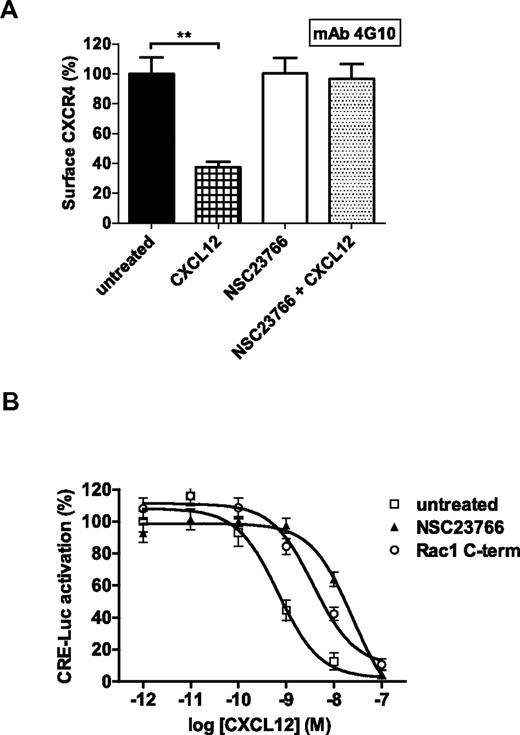 Figure 4. CXCR4 internalization and Gαi signaling are impaired after CXCR4 conformational change on Rac1 inhibition. (A) Jurkat T cells were pretreated with or without NSC23766 and subsequently incubated with or without CXCL12. The CXCR4 (detected by mAb 4G10) surface signal was then measured (n = 3). Bars show the mean fluorescence intensity determined by flow cytometry and expressed as percentage ± SEM compared with untreated conditions. (B) HEK 293T cells expressing CXCR4 and CRE-Luc were stimulated with forskolin and different concentrations of CXCL12 (varied from 1pM to 100nM) in the absence or presence of NSC23766 or the Rac1 inhibitory peptide. After 8 hours, CXCL12-mediated inhibition of cyclic AMP synthesis was analyzed by the luciferase assay as indicated in “CRE-luciferose reporter gene assay.” The graph shows normalized data of 3 independent experiments where 100% represents the luciferase activity of untreated cells at the lowest CXCL12 concentration (**P < .01).