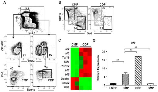 Figure 1. IRF-8 expression increases during the common myeloid progenitor to CDP transition. Microarray analysis was carried out on double-sorted common myeloid progenitors (CMPs) and CDPs from BM. (A) Common myeloid progenitors were lineage (Lin)−c-kithiSca-1−CD16/32−CD34+ Flk2+CD115− and CDP were were Lin−c-kitintermediateSca-1−CD16/32−CD34+Flk2+CD115+. (B) In vitro differentiation of common myeloid progenitors and CDPs. Cells were cultured for 7 days with IL-3, GM-CSF, Flt3 ligand, and stem cell factor (all 10 ng/mL). DC (CD11c+Gr-1−) and neutrophil (CD11c−Gr-1+) potential was analyzed by flow cytometry. (C) Heat map of microarray data showing selected transcription factors that were differentially regulated at least 5-fold between the common myeloid progenitor and CDP subsets. (D) Quantitative RT-PCR analysis of IRF-8 in double-sorted LMPP, common myeloid progenitor, GMP, and CDP. Data represent 3 or 6 independent sorts for GMP and CDP or LMPP and common myeloid progenitor, respectively, analyzed in 3 separate assays; **P < .05.