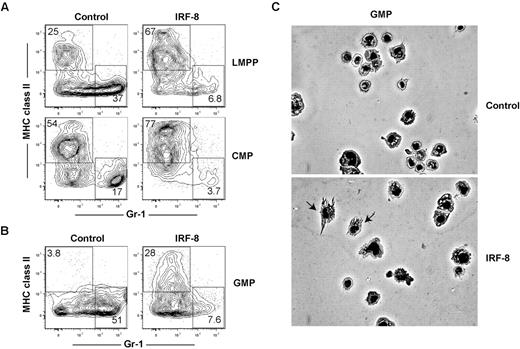 Figure 6. Ectopic expression of IRF-8 extinguishes neutrophil potential and induces DC potential in LMPPs, common myeloid progenitors, and GMPs. LMPPs, common myeloid progenitors (CMPs), or GMPs were double-sorted from the BM of wild-type mice. One thousand cells per well were cultured in the presence of Flt3 ligand, GM-CSF, IL-3, and stem cell factor (all 10 ng/mL) for 7 days, and transduced by retrovirus as described in “In vitro culture and retroviral transductions.” Cells were harvested and analyzed for neutrophil (MHC class II−GR-1+) and DC (MHC class II+Gr-1−) production in virus-infected (GFP+) cells. Representative FACS plots showing the development of GFP+ MHC class II− Gr-1+ neutrophils and GFP+ MHC class II+ Gr-1− DCs in (A) LMPPs and common myeloid progenitors or (B) GMPs. Data represent 4 independent experiments with progenitors analyzed in triplicate. (C) GFP+ cells were sorted from GMP cultures and morphology of cells was analyzed by Giemsa stain and microscopy.