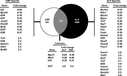 Figure 7. IRF-8 regulates distinct transcriptional programs in myeloid and lymphoid progenitors. ALPs or common myeloid progenitors (CMPs) were double-sorted from Irf8+/+ or Irf8−/− mice and gene expression profiling was carried out by microarray analysis. Venn diagram shows genes that are specifically modulated in the common myeloid progenitor or ALP pathways, as well as genes that are coordinately dysregulated in both pathways. The genes listed in the tables show known transcription factors. Numbers represent fold changes in Irf8−/− compared with Irf8+/+ cells.