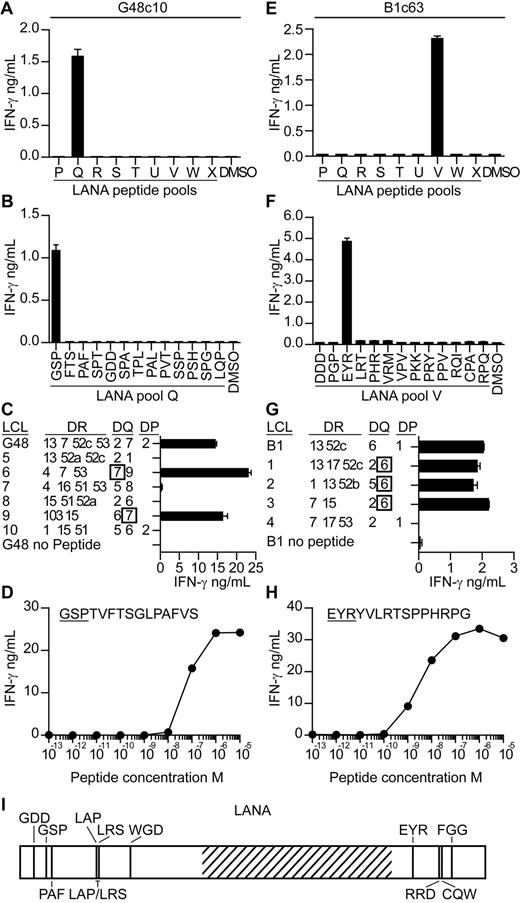 Figure 2. Characterization of LANA-specific CD4+ T-cell clones. T-cell clones from donor G48 and B1 were screened for IFN-γ secretion by ELISA when incubated with the pools of LANA peptides (A,E) and then the individual peptides within the reactive pools (B,F). The HLA restriction of the clones was then determined by testing the clones for IFN-γ release when challenged with partially HLA-matched LCLs sensitized with the clone's cognate peptide (C,G). Functional avidity of the clones was determined by incubating the clones with LCLs sensitized with 10-fold dilutions of cognate peptide and then assaying for IFN-γ secretion (D,H). Map of novel epitopes within LANA. Hatched region represents the acidic repeat region of LANA (I).