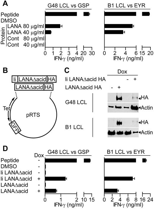 Figure 3. LANA-specific CD4+ T-cell recognition of LCLs expressing LANA antigens. (A) IFN-γ production by GSP- or EYR-specific T cells incubated with G48 LCLs or B1 LCLs, respectively, fed either an enriched LANA or control (Cont) protein preparation. (B) Diagram of recombinant plasmids that expressed the LANA constructs and GFP reporter under the control of the tetracycline-responsive promoter. (C) Western blot analysis of recombinant LANA expressed from transfected G48 or B1 LCLs treated with dox. Blots were probed with a hemagglutinin (HA)–specific antibody to detect recombinant LANA. (D) IFN-γ secretion from GSP- or EYR-specific T cells incubated with G48 or B1 LCLs, respectively, either sensitized with 5μM cognate peptide or induced to express recombinant LANA by dox treatment.