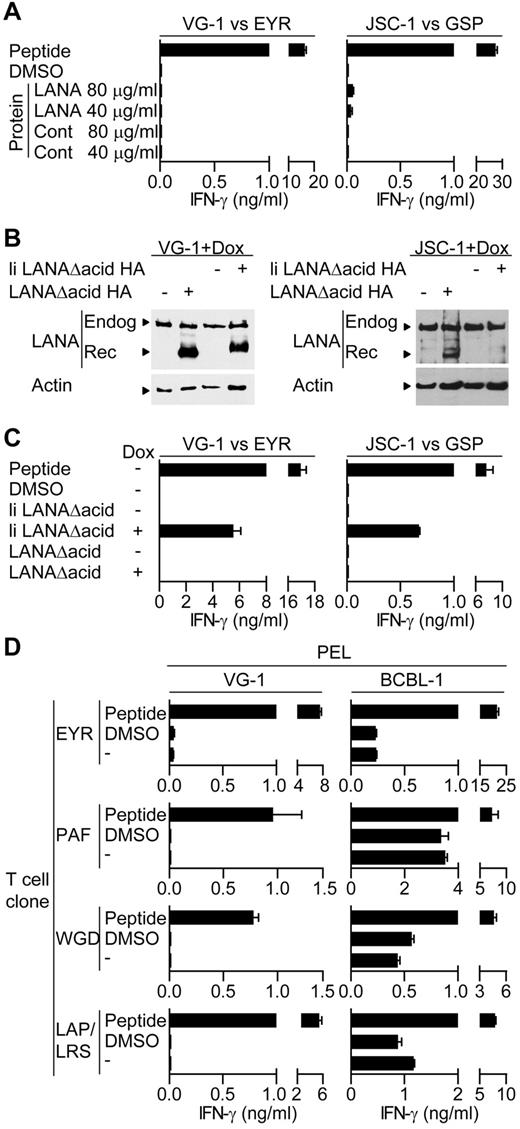 Figure 4. LANA-specific CD4+ T cell recognition of PELs. (A) IFN-γ production by EYR- or GSP-specific T cells incubated with VG-1 or JSC-1 PELs, respectively, fed either an enriched LANA protein or a control protein preparation. (B) Western blot analysis of endogenous and recombinant LANA expression from transfected VG-1 or JSC-1 PELs treated with dox. Blots were probed with a LANA-specific antibody. (C) IFN-γ secretion from EYR- or GSP-specific T cells incubated with VG-1 or JSC-1 PELs, respectively, either sensitized with 5μM cognate peptide or induced to express recombinant LANA by dox treatment. (D) HLA DQ6-expressing PELs VG-1 (left) or BCBL-1 (right) were incubated with HLA DQ6-restricted T cells specific for EYR, PAF, WGD, or LAP/LRS, and then IFN-γ release was quantified.