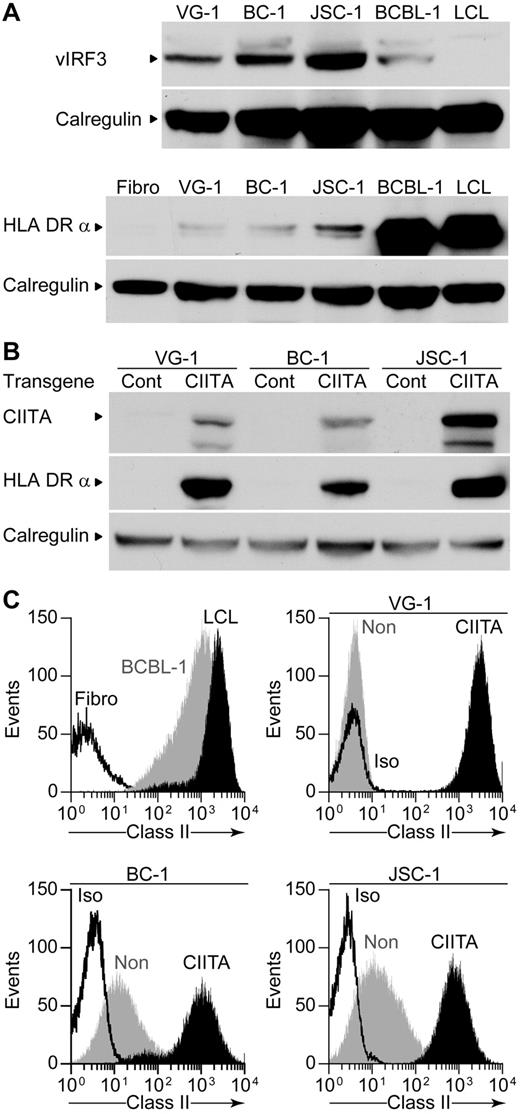 Figure 5. vIRF3 and HLA class II expression by PELs and expression of CIITA and HLA class II after CIITA transduction. (A) Western blot analysis of lysates from PELs probing for vIRF3 expression (top) or for the HLA DRα chain expression (bottom) and calregulin expression as a loading control. (B) Western blot analysis of lysates from Cont–transduced or CIITA-transduced PELs, probing for CIITA, HLA-DRα, and calregulin as a loading control. (C) Flow cytometry analysis of surface HLA class II levels on BCBL-1, an LCL or a fibroblast (top left), VG-1 transductants (top right), BC-1 transductants (bottom left), and JSC-1 transductants (bottom right). CIITA-transduced PELs are shown in black, nontransduced PELs in gray, and isotype control staining is open.