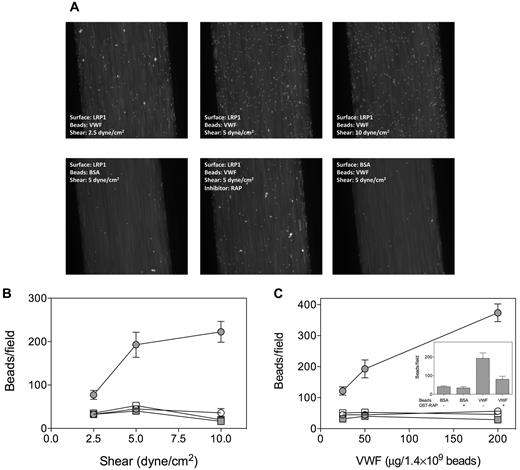 Figure 6. Adhesion of VWF-coated beads to immobilized LRP1 under flow. Fluoresbrite-YG microspheres were coated with BSA or VWF (25, 50, or 200 μg/1.4 × 109 beads) and perfused over BSA- or LRP1-coated channels (shear force: 2.5, 5, or 10 dyne/cm2) using Bioflux microfluidic equipment. (A) Snapshots of VWF- or BSA-coated microspheres being perfused (t = 2 minutes) over LRP1- or BSA-coated channels. (B) Quantification of adhesion of beads coated with 50 μg/1.4 × 109 beads at shear forces of 2.5, 5, or 10 dyne/cm2. (C) Quantification of adhesion of beads coated with 25, 50, or 200 μg/1.4 × 109 beads at 5 dyne/cm2. Inset, Quantification of adhesion of beads coated with 50 μg/1.4 × 109 beads at 5 dyne/cm2 in the absence or presence of RAP (20 μg/mL). Adhesion was quantified by counting the number of adhered microspheres in 5 microscopic fields taken after 2.5 minutes of perfusion within a period of 15 seconds using ImageJ 1.44 software. Data represent the mean ± SEM of 3 to 6 perfusions. Closed circles indicate VWF beads and LRP1 coating; open circles, VWF beads and BSA coating; closed squares, BSA beads and LRP1 coating; and open squares, BSA beads and BSA coating.
