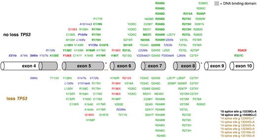 Figure 1. Mapping of 168 TP53 mutations in 141 CK-AMLs. Hemizygous mutations are indicated in the bottom panel, heterozygous, and/or homozygous mutations are marked in the top panel. Exons 4 to 10 are drawn to relative scale; missense mutations (green), nonsense mutations (red), and insertion/deletion mutations (blue) are shown at their approximate location along the exons. Bold represents homozygous mutations, and blue italics, frameshift mutations leading to a premature stop codon.