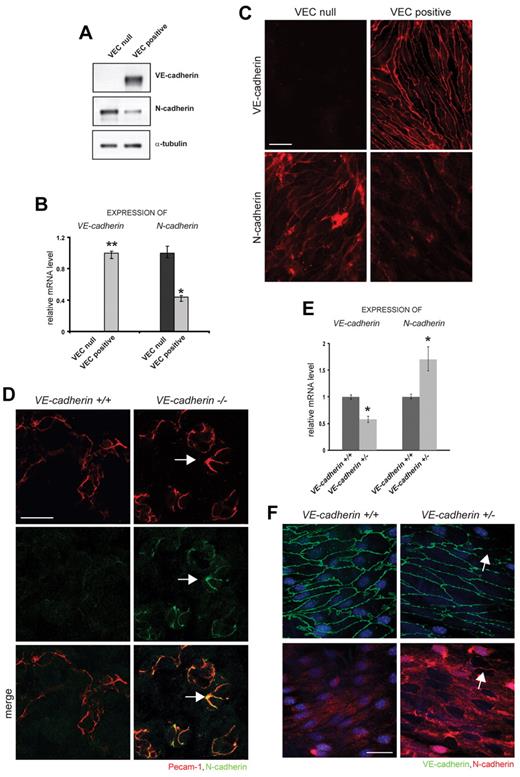 Figure 1. VE-cadherin down-regulates N-cadherin expression and junctional localization in ECs. (A) Immunoblots of VE-cadherin, N-cadherin and α-tubulin (loading control) from VEC null and VEC positive cells. The experiment reported has been performed 3 times with comparable results. (B) qRT-PCR analysis of VE-cadherin and N-cadherin expression in VEC null and VEC positive cells. The means ± SD are graphed (n = 3; *P < .02, **P < .01). (C) Representative images of VE-cadherin and N-cadherin expression and localization in VEC null and VEC positive cells. Scale bar: 20 μm; arrows: cell-to-cell junctions. (D) Representative images of VE-cadherin +/+ and −/− allantois assays. Allantoises were stained for PECAM-1 (red) and N-cadherin (green) and their colocalization (yellow) was analyzed by confocal microscopy. Scale bar: 10 μm. (E) qRT-PCR analysis of VE-cadherin and N-cadherin expression in freshly isolated ECs obtained from lungs of VE-cadherin +/+ and ± adult mice.6 The means ± SD are graphed (n = 3; *P < .02). (F) Representative images of VE-cadherin +/+ and ± aorta from adult mice. The juctional localization (arrows) of VE-cadherin (green) and N-cadherin (red) was analyzed by confocal microscopy. Scale bar: 25 μm.