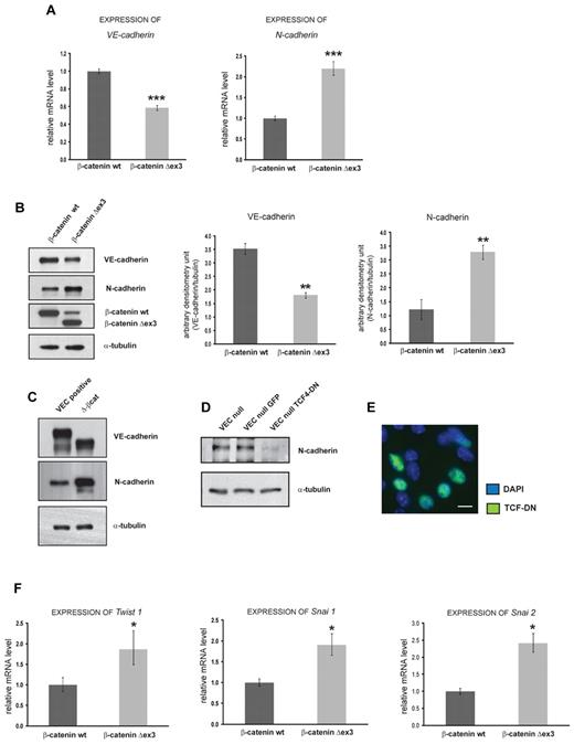 Figure 2. VE-cadherin reduces N-cadherin expression by inhibiting β-catenin signaling. (A) qRT-PCR analysis of VE-cadherin and N-cadherin expression in β-catenin WT and β-catenin Δex3 cells. The mean ± SD are graphed (n = 4; ***P < .01). (B) Immunoblots and quantification of VE-cadherin, β-catenin, β-catenin Δex3 expression from β-catenin WT and β-catenin Δex3 cells. Columns are means ± SEM, (n = 3; **P < .02). (C) Immunoblots of VE-cadherin and N-cadherin from VEC positive and Δ-βcat cells. The experiment reported has been performed 3 times with comparable results. The presence of β-catenin WT in β-catenin Δex3 samples indicates that Cre recombination was incomplete and did not occur in a certain percentage of cells that still express β-catenin WT. (D) Immunoblots of N-cadherin from VEC null and VEC null adeno-GFP or adeno-TCF4-DN infected cells. (B-D) α-tubulin is the loading control. (E) Representative image of VEC null cells expressing TCF4-DN. Approximately 50% of cells efficiently express the TCF4-DN. Scale bar: 10 μm. (F) qRT-PCR analysis of Twist1, Snai1, and Snai2 expression in β-catenin WT and β-catenin Δex3 cells. The means ± SD are graphed (n = 3; *P < .05).