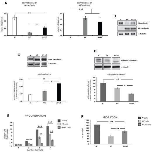 Figure 3. N- and VE-cadherin inhibit EC proliferation and survival but exert opposite effects on EC migration. (A) qRT-PCR analysis of N-cadherin and VE-cadherin expression in N, VE, and N+VE cells. The means ± SD are graphed (n = 3; *P < .05, **P < .02, ***P < .01). (B) Immunoblots of VE-cadherin and N-cadherin protein expression in N, VE, and N+VE cells. The experiment reported has been performed 3 times with comparable results. α-Tubulin is the loading control. (C) Immunoblots and quantification of total cadherin protein expression in N, VE, and N+VE cells. Columns are means ± SEM of 3 indipendent experiments, α-tubulin was used as internal loading control (*P < .05, **P < .02). (D) Immunoblots and quantification of cleaved caspase-3 from N, VE, and N+VE cells. α-Tubulin is the loading control. Columns are means ± SEM, (n = 3; *P < .05, **P < .02). (E) Quantification of the proliferation rate of N, VE and N+VE cells. The means ± SD are graphed (n = 8; *P < .05, **P < .02, ***P < .01). (F) Quantification of the migration rate of N, VE, and N+VE cells. The means ± SD are graphed (n = 6; **P < .02).