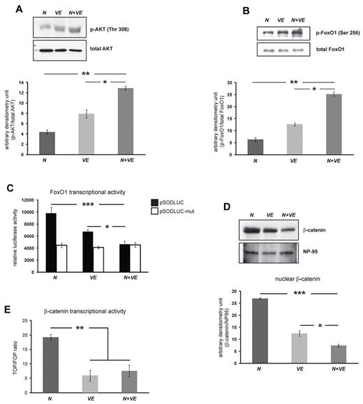 Figure 4. Both N- and VE-cadherin decrease FoxO1 and β-catenin transcriptional activity. (A-B) Immunoblots and quantification of phospho (p)–AKT, total AKT, p-FoxO1, total FoxO1 from N, VE and N+VE cells. Columns are means± SEM, (n = 3; *P < .05, **P < .02). (C) FoxO1 luciferase activity. Results represent the means ± SD of relative light units determined from triplicate samples, (n = 3; *P < .05, ***P < .01). The pSODLUC reporter construct contains the FoxO-binding sites of the SOD promoter, whereas the pSODLUC-mut has point mutations in the first and second FoxO-binding sites and was used as a control.17pSODLUC-mut therefore shows the basal aspecific luciferase activity. (D) Immunoblots and quantification of the nuclear fraction of β-catenin and nuclear protein (NP)–95 (loading control) from N, VE, and N+VE EC. Columns are means ± SEM, (n = 3; *P < .05, ***P < .01). (E) β-catenin luciferase activity measured by TOP/FOP assay. Results represent the mean ± SE of relative light units determined from triplicate samples, (n = 3; **P < .02). For data presented in panels A, B, and D, cells have been cultured in starving medium (see supplemental Methods) for 18-20 hours before performing the experiments.