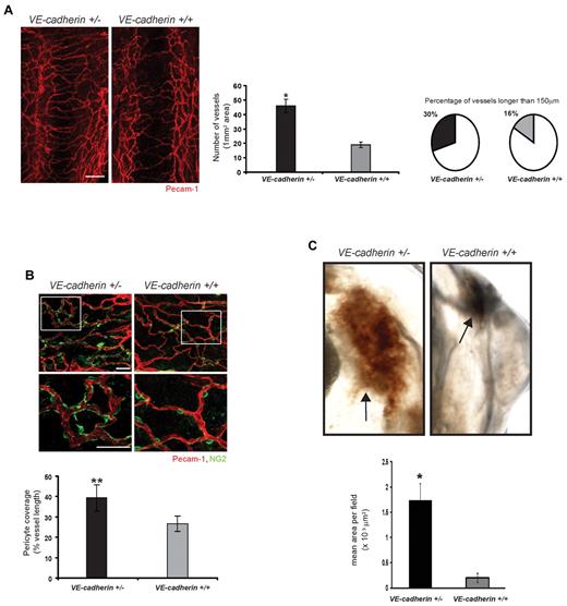 Figure 5. In vivo, N-cadherin/VE-cadherin imbalance promotes vascular elongation, angiogenesis and pericyte coverage. (A) Whole-mount preparation of VE-cadherin +/+ and ± rostral trachea at P5 (PECAM-1, red) analyzed by confocal microscopy. Scale bar: 100 μm. Middle panel: quantification of the endothelial projections expressed per mm2 of cartilage ring (*P < .05). Right panel: measurements of vessel elongation expressed as percentage of vessels longer that 150 μm (P < .05). (B) Pericyte coverage of tracheal vasculature of adult VE-cadherin +/+ and ± mice. Confocal micrographs of tracheal whole-mounts stained for PECAM-1 (red) and NG2 (green). Data are expressed as percentage of tracheal capillary length covered by pericytes (**P < .02). (C) FGF-2–induced in vivo angiogenesis in the Matrigel plug assay of adult VE-cadherin +/+ and ± mice and quantification of the vascularised area. FGF-2 (500 ng/mL) were injected and the gel plugs were evaluated 7 days later. FGF-2 caused a significant increase of the vascularization in VE-cadherin ± mice compared with VE-cadherin +/+ controls. Arrows indicate blood vessels. The mean ± SE are graphed (n = 4; *P < .05).