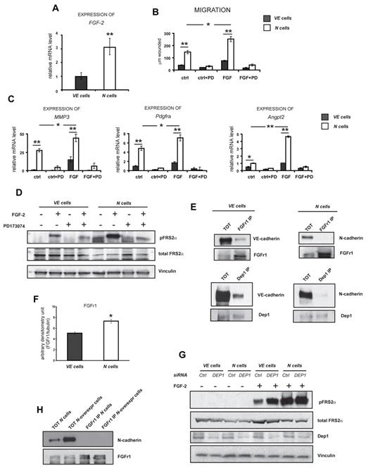 Figure 6. VE-cadherin inhibits FGF signaling in ECs. (A) qRT-PCR analysis of Fgf-2 expression in VE and N cells. The means ± SD are graphed (n = 3; **P < .01). (B) Quantification of FGF-2 induced migration in VE and N cells. The means ± SD are graphed (n = 4; **P < .01; *P < .05). (C) Validation of expression levels of migration-related genes induced by FGF-2 in N and VE cells analyzed by qRT-PCR. The means ± SD are graphed (n = 3; **P < .01; *P < .05). (D) Immunoblots of p-FRS-2α and total FRS-2α from recently confluent (25-28 000 cell/cm2,49) N and VE cells, after 10 minutes of FGF-2 stimulation (20 ng/mL). Vinculin is used as loading control. (B-D) PD = PD173074, FGFr inhibitor, (2 hours prior stimulation, 200nM). (E) Coimmunoprecipitation of both FGFr1 and Dep-1 with VE-cadherin but not with N-cadherin in VE and N cells. (F) Quantification of the FGFr1 protein level in VE and N cells. Columns are means ± SEM (n = 3; *P < .05). (G) Immunoblots of phospho-FRS-2α and total FRS-2α from N and VE cells after Dep-1 knock-down and 10 minutes of FGF-2 stimulation (20 ng/mL). Vinculin is used as loading control. (H) Coimmunoprecipitation of N-cadherin and FGFr1 in cells overexpressing exogenous N-cadherin (N-overexpressing cells). (A-H) Cells have been cultured in starving medium for 18-20 hours before performing the experiments.