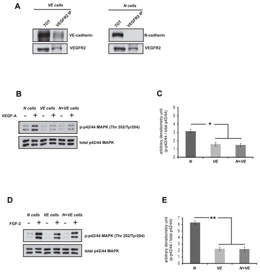 Figure 7. VE-cadherin but not N-cadherin inhibits both VEGF and FGF signaling in ECs. (A) Coimmunoprecipitation of VEGFR2 with VE-cadherin but not N-cadherin in VE and N cells. (B-E) Immunoblots and quantification of phospho-p42/44 MAPK and total p42/44 MAPK from N and VE and N+VE cells after 5 minutes of VEGF-A stimulation (80 ng/mL) or 10 minutes of FGF-2 stimulation (20 ng/mL). Cells have been cultured in starving medium for 72 hours before treatment. Columns are means ± SEM, (n = 3; *P < .05, **P < .02).