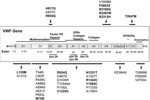 Figure 1. Novel sequence variations and reported VWF mutations identified in healthy controls. The approximate location of VWF sequence variations is indicated. The sequence variations reported previously as VWF mutations are in bold.