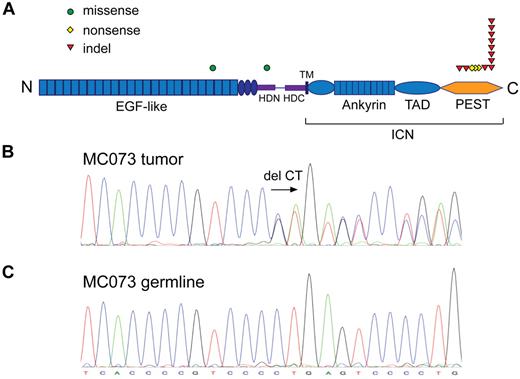 Figure 1. NOTCH1 is recurrently mutated in MCL. (A) NOTCH1 nonsynonymous single nucleotide substitutions and indels. ICN indicates intracellular NOTCH1; TAD, transactivation domain; HD-N and HD-C, N-terminal and C-terminal halves of the heterodimerization domain; and TM, transmembrane domain. (B) Chromatogram of a heterozygous CT coding sequence deletion at position chromosome 9:138510470-71. (C) Matching germline DNA sequence.
