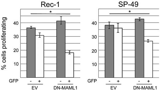 Figure 5. Inhibition of the NOTCH pathway with dominant negative Mastermind-like 1 decreases proliferation in Rec-1 and SP-49. Cells were transduced in triplicate with a construct expressing dominant negative Mastermind-like 1 (DN-MAML1), which inhibits the transcriptional activity of NOTCH. Proliferation was assessed by incorporation of BrdU that was detected by flow cytometry with an AlexaFluor-647 antibody. To determine the effect of NOTCH inhibition, we compared the difference of proliferation in GFP+ and GFP− cells in the DN-MAML1 versus the empty vector (EV) group. *Statistical significance at the .05 level (2-sided t test). Error bars represent SD.