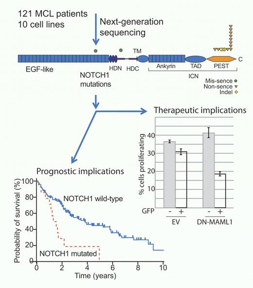 NOTCH1 mutations in MCL. Next-generation sequencing of MCL patient samples and cell lines reveals recurrent mutations in NOTCH1 with prognostic and therapeutic implications. Professional illustration by Paulette Dennis.