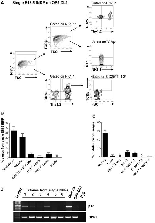 Figure 3. Single fetal liver Lin−CD122+NK1.1−DX5− NK-cell progenitors have combined NK and T-cell potential in vitro. Single Lin−CD122+NK1.1−DX5− NKPs from the liver from 18.5-day-old fetuses were directly sorted into OP9-DL1 stroma layers and cultured with IL-7 (first week), KL, FL, IL-2, and IL-15. After 21 days clones were harvested and analyzed by FACS. TO-P-RO1 was used to eliminate dead cells and GFP to exclude stroma cells from the analysis. (A) FACS profiles of representative clone generated from single fetal liver Lin−CD122+NK1.1−DX5− NKP. Text above profiles indicates gating. (B) Values are mean ± SD proportion of total proliferating clones and clones containing NK (TCRβ−NK1.1+DX5+), T (NK1.1−CD25+Thy1.2+ or NK1.1−CD25+Thy1+TCRβ+), and NK1.1+ T (NK1.1+TCRβ+) cells generated from single fetal liver NKPs. Data expressed in relation to total plated cells from 4 independent experiments, with 375 plated cells and 102 clones analyzed. (C) Values are mean ± SD proportion of clones generated from single fetal liver NKPs containing NK (TCRβ−NK1.1+DX5+), T (NK1.1−CD25+Thy1.2+ or NK1.1−CD25+Thy1+TCRβ+), and NK1.1+ T (NK1.1+TCRβ+) cells, or a combination of these. Data are expressed in relation to the total clones, from 4 independent experiments, with 375 plated cells and 102 clones analyzed. (D) Clones generated from single fetal liver NKPs (shown in panels A-C), shown to have combined NK and T-cell (CD25+Thy1.2+) potential detected by FACS were analyzed by RT-PCR for Ptcra and Hprt gene expression. Thymocytes from adult mouse were used as a positive control, and OP9-DL1 cells cultured without hematopoietic cells were used as negative control. Gel Red-stained agarose gels with resulting PCR products from RT-PCR analysis of Ptcra and Hprt. The photo has been taken using Gel logic 100 (Kodak). Representative data from 1 of 5 experiments with similar results (29 clones derived from single fetal NKPs were tested).