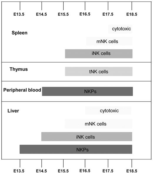Figure 7. Emergence of NK-cell progenitors and NK cells in the mouse embryo. Schematic representation of where and when NK-cell progenitors and different NK-cell populations arise during fetal development. iNK indicates immature NK cells (CD3−NK1.1+DX5+), mNK, mature NK cells (CD3−NK1.1+DX5+CD43+Mac-1+), and tNK, thymic NK cells (CD3−CD25−CD122+NK1.1+Ly49D−IL-7R+). Cytotoxic NK cells were identified as CD107a+ using the degranulation assay.