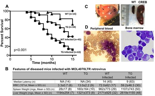 Figure 1. Induction of leukemia in CREB transgenic mice by RIM. (A) Kaplan-Meier survival curve of WT and TG mice inoculated with MOL4070LTR retrovirus. Survival curve analysis showed significant difference between WT and TG MOL4070LTR-inoculated mice (P < .001 by log-rank test). (B) Characteristics of leukemia in mice infected with MOL4070LTR retrovirus. Transgenic mice have a 5-month decrease in median latency for disease compared with WT mice inoculated with the MOL4070LTR retrovirus. Both WT- (n = 21) and TG (n = 34)–infected mice that developed leukemia had greater hepatosplenomegaly and increased WBC compared with uninfected WT and TG mice (P < .002). (C) Enlargement of hematologic organs in leukemic mice infected with the MOL4070LTR retrovirus. Leukemic mice typically exhibit enlarged spleens and liver. (Left) Arrows point to enlarged liver (L) and spleen (S) of mouse with AML. (Right) Spleen from WT age-matched control (left side) and CREB TG mouse with AML (right side). (D) Wright-Giemsa–stained slide of peripheral blood and bone marrow from CREB TG mice with AML. This is a representative mouse with myeloid leukemia.