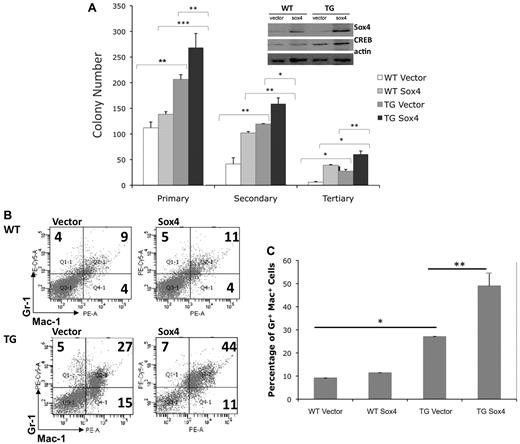 Figure 4. Sox4 overexpression enhances proliferation and self-renewal of myeloid cells. (A) WT and TG mouse bone marrow was transduced with the pMIG-Sox4 overexpressing vector or pMIG retroviral vector, sorted for GFP positivity, and seeded into semisolid MethoCult media. Colony scoring was performed 7 to 14 days after seeding or replating. Sox4 expression enhances self-renewal of cells in in vitro semisolid cultures. Sox4 expression in combination with overexpression of the proto-oncogene CREB enhances both proliferation and replating of mouse bone marrow transductants (ANOVA test P ≤ .001, Tukey analysis P values comparing groups/columns is represented above the data bars; *P < .05, **P < .01, ***P < .001) in 3 separate experiments. (Inset) Immunoblot detecting the expression of sox4, CREB, and actin-loading control of colonies grown on MethoCult. (B) Immunophenotypic characterization of WT and TG mouse bone marrow cells transduced with Sox4 retroviral construct or empty vector, sorted, and grown in liquid media supplemented with cytokines. CREB and sox4 synergize to enhance the proliferation or survival of Gr+Mac+ myeloid cells. (C) Graphical representation of panel B (1-way ANOVA test (P < .001). Tukey analysis shows a significant difference (P ≤ .05) in Gr-1+Mac-1+ percentages between WT vector vs TG vector, TG vector vs TG sox4, and WT sox4 vs TG sox4. Analysis was based on 3 independent experiments performed in triplicate.