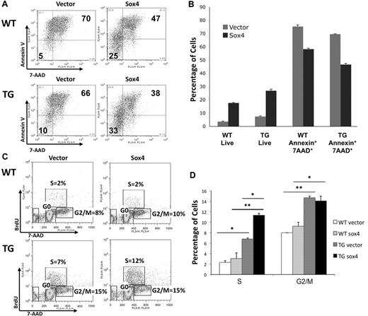 Figure 5. Sox4 overexpression enhances survival and cell-cycle progression of mouse bone marrow cells in vitro. (A) Flow cytometry analysis of retrovirally transduced and sorted WT and TG bone marrow cells grown in the absence of cytokines and limited serum overnight. Sox4 transduction decreases apoptosis and enhances survival of bone marrow cells. (B) Graphical representation of panel A (ANOVA test, ***P < .0001). Tukey test shows a significant difference (P ≤ .05) between all the groups in live and annexin+7AAD+ double-positive populations. These data represent 3 separate experiments. (C) Cell-cycle analysis by BrdU incorporation. (Top) Percentage of cells in S phase. (Bottom right) Percentage of cells in G2/M. (Bottom left) Percentage of cells in G0 phase. (D) Graphical representation of 2 independent BrdU cell-cycle experiments (ANOVA test, ***P < .01). Tukey after ANOVA, P values are represented above the data bars (*P < .05, **P < .01). These results are representative of 2 independent experiments.